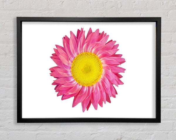 Pink Daisy Twist Framed Print