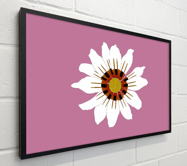White Daisy Pinks