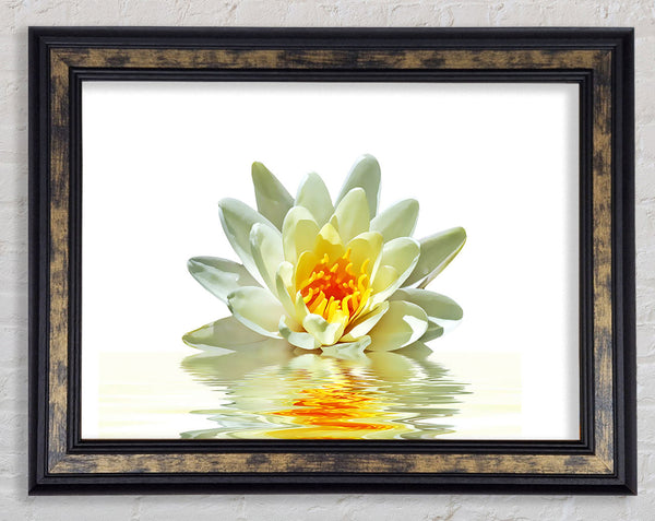 White Water Lily Reflection Petals Framed Print