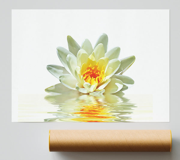 White Water Lily Reflection Petals Print
