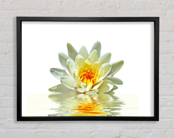 White Water Lily Reflection Petals Framed Print