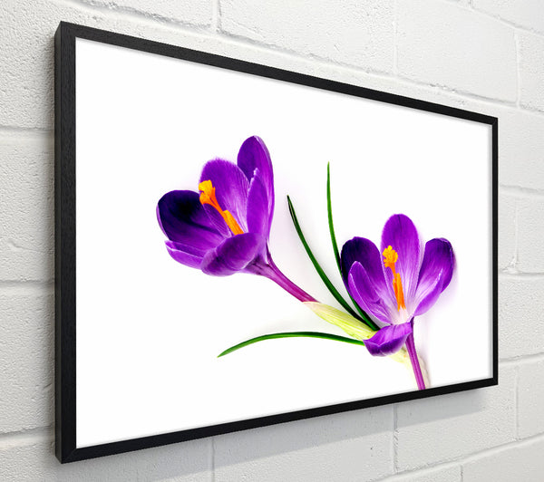 Purple In Bloom