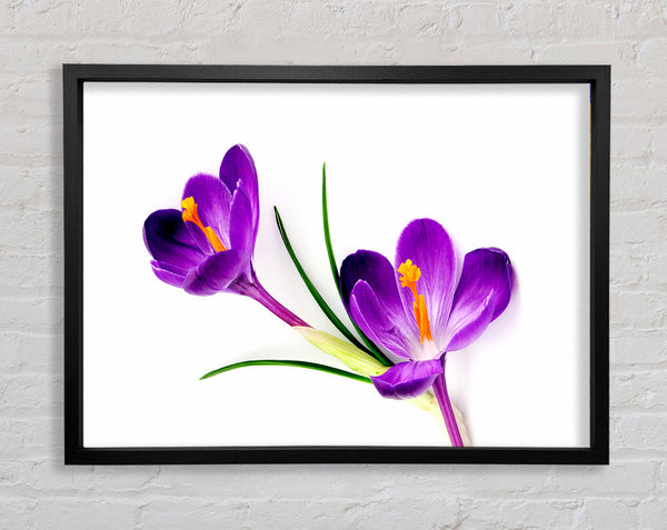Purple In Bloom Framed Print