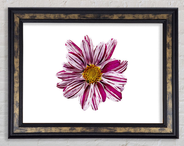 White Stripes Framed Print
