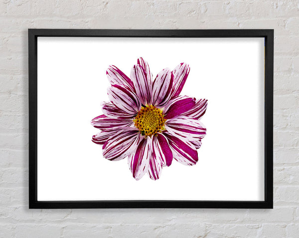 White Stripes Framed Print