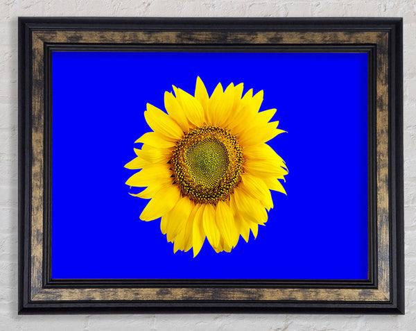 Sunflower Head On Blue Framed Print