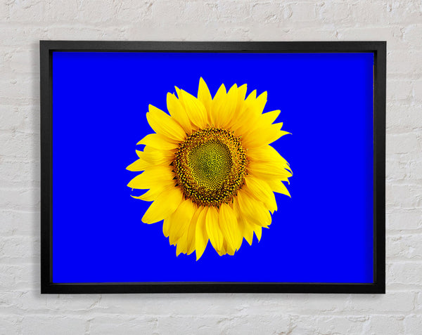 Sunflower Head On Blue Framed Print