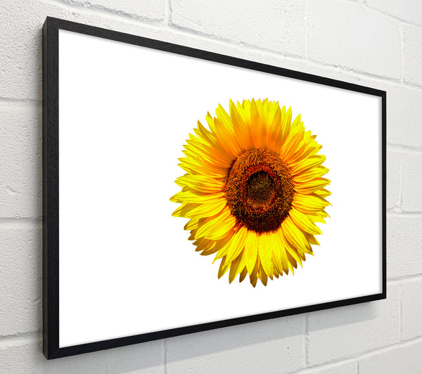 Yellow Sunflower Head