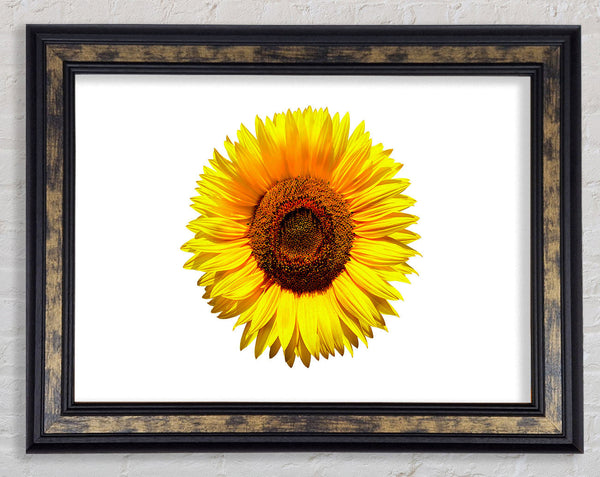 Yellow Sunflower Head Framed Print