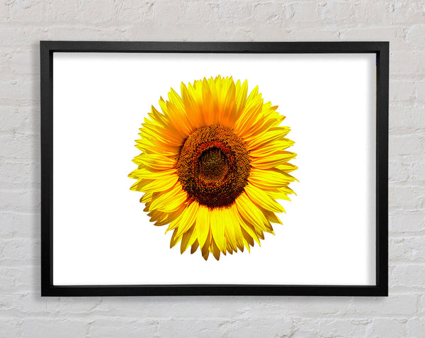Yellow Sunflower Head Framed Print