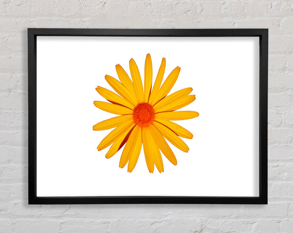 Yellow Daisy Face Framed Print