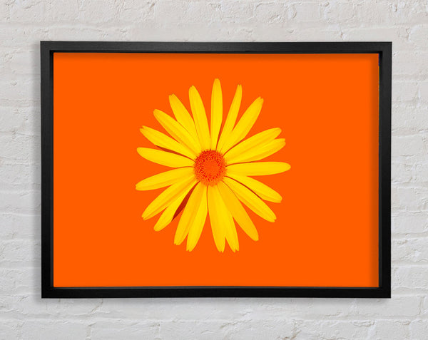 Yellow Daisy Face On Orange Framed Print