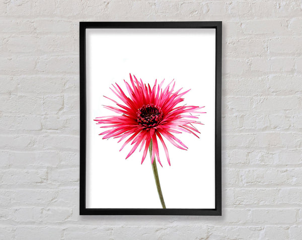 Pink Feather Flower Framed Print