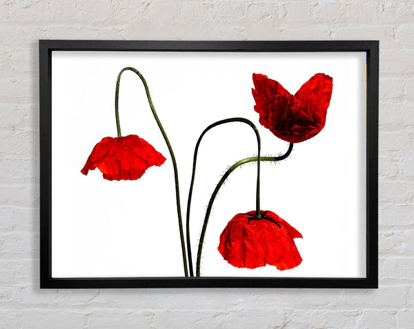 Stunning Trio Of Poppys Framed Print