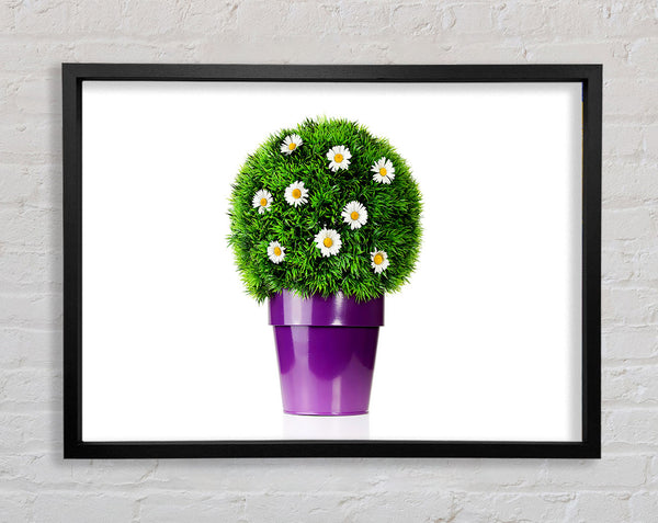 White Daisy Pot Framed Print