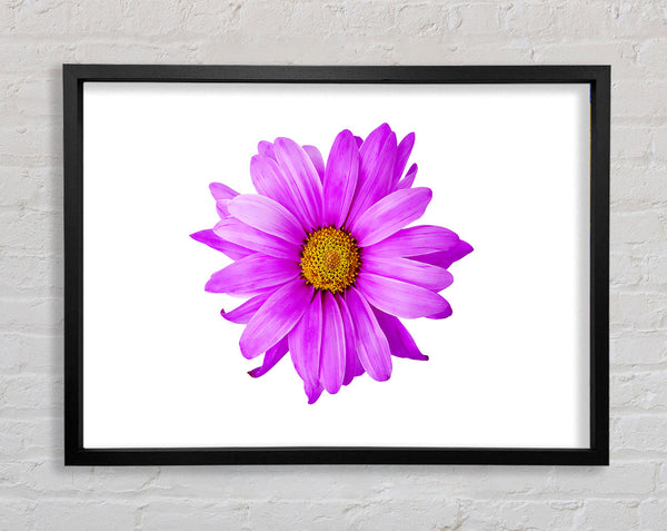 Pink Daisy On White Framed Print
