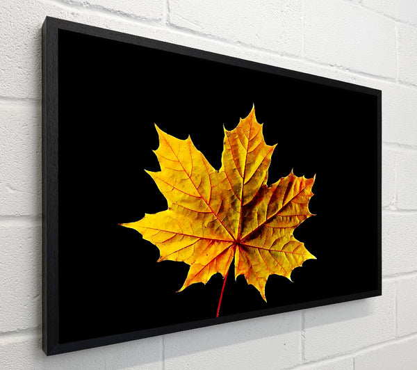A Single Autumn Leaf