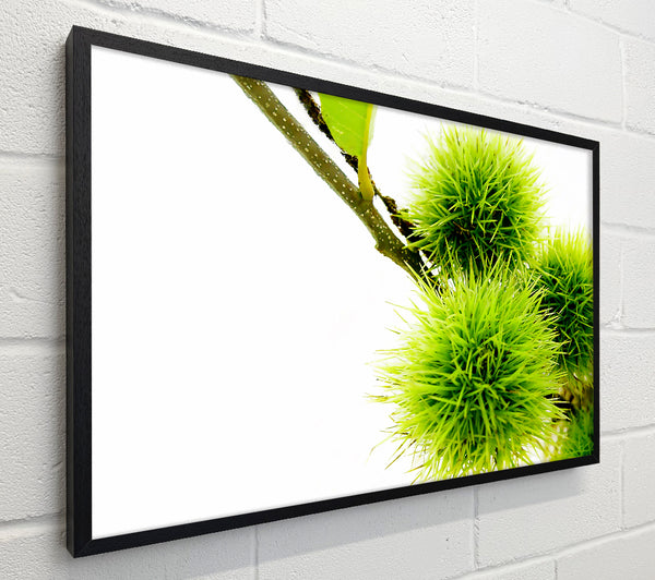 Green Pom poms