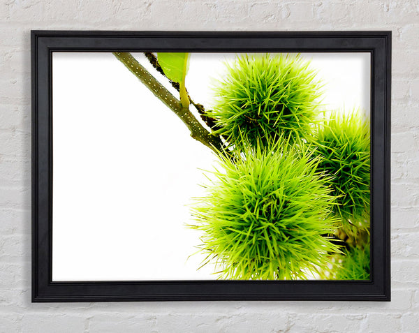 Green Pom poms Framed Print