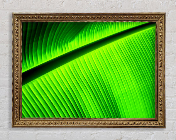 Light Of The Green Leaf Framed Print