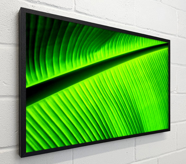 Light Of The Green Leaf