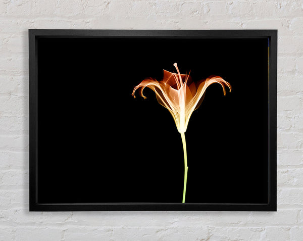 X-Ray Orange Framed Print