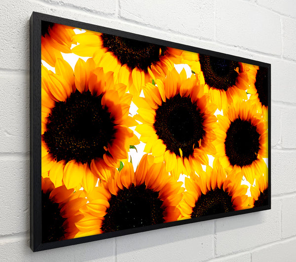 Sunflower Galore