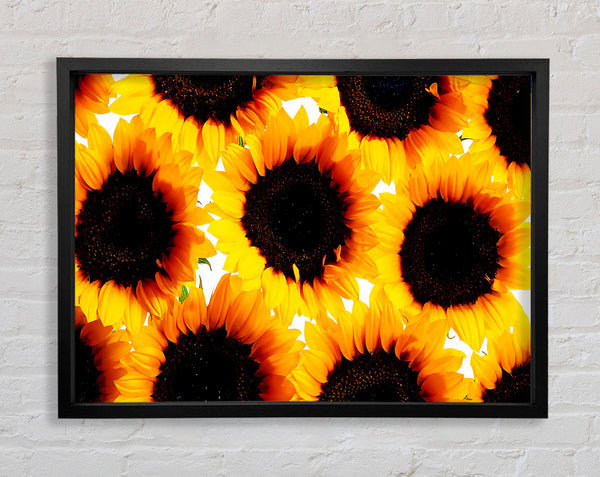 Sunflower Galore Framed Print