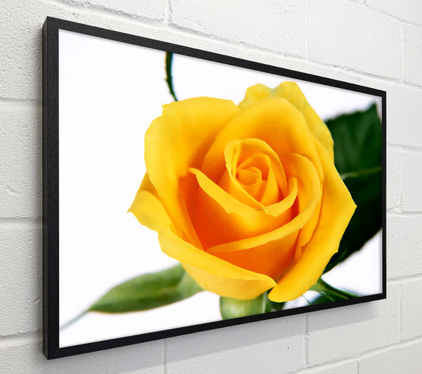 Yellow Rose