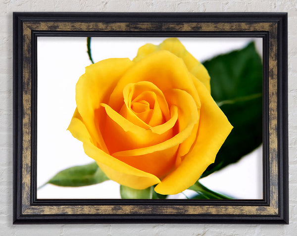 Yellow Rose Framed Print