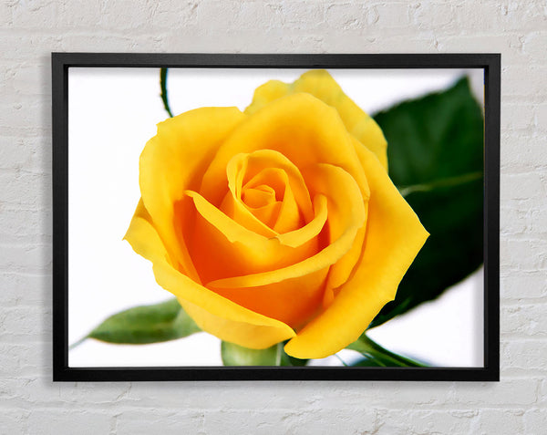 Yellow Rose Framed Print