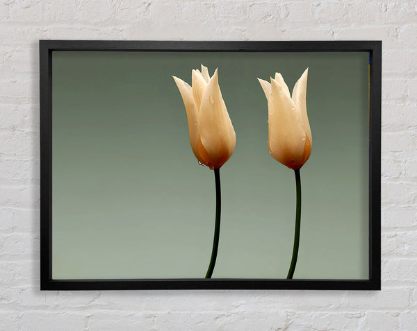 Stunning Cream Tulips Framed Print