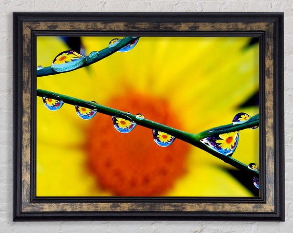 Dewdrop Reflections Framed Print