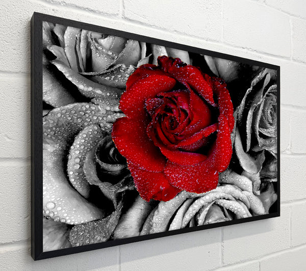 Red Rose On A Sea Of B n W