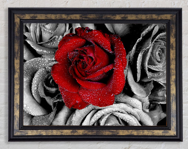 Red Rose On A Sea Of B n W Framed Print