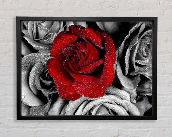 Red Rose On A Sea Of B n W Framed Print