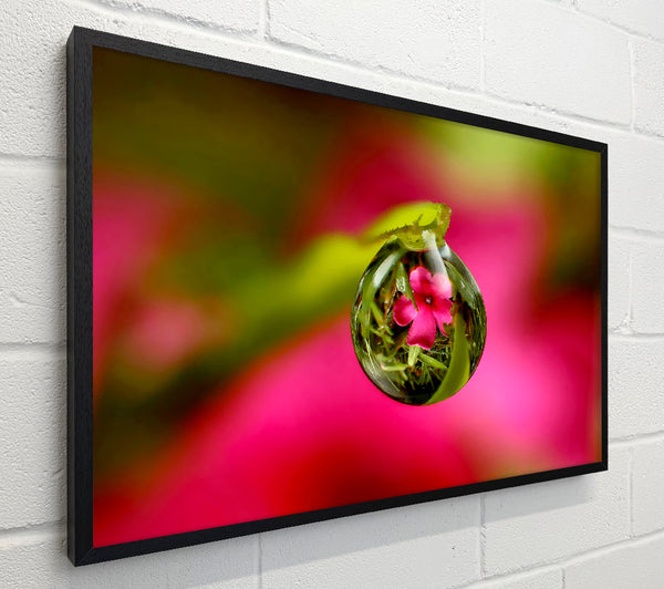 Reflection Of A Pink Flower