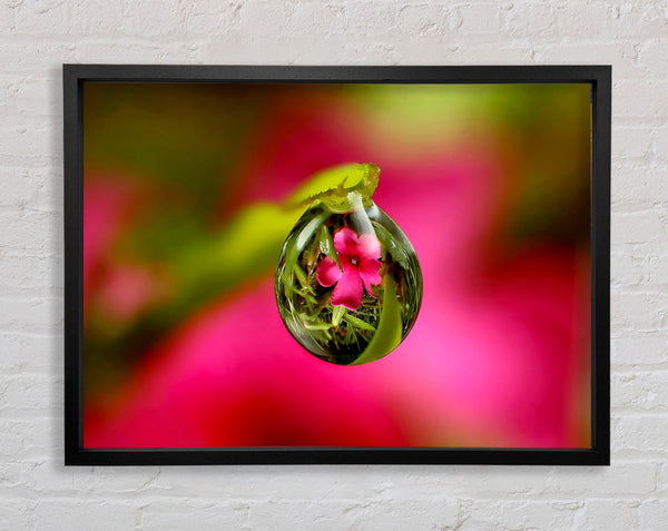 Reflection Of A Pink Flower Framed Print