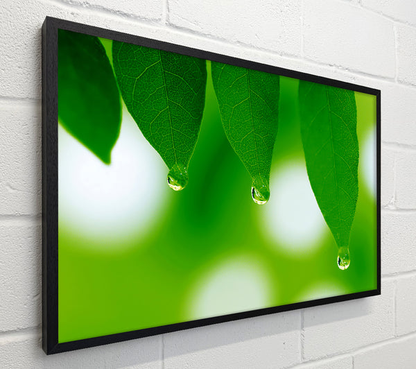 Trio Dewdrop Leaf