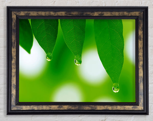 Trio Dewdrop Leaf Framed Print