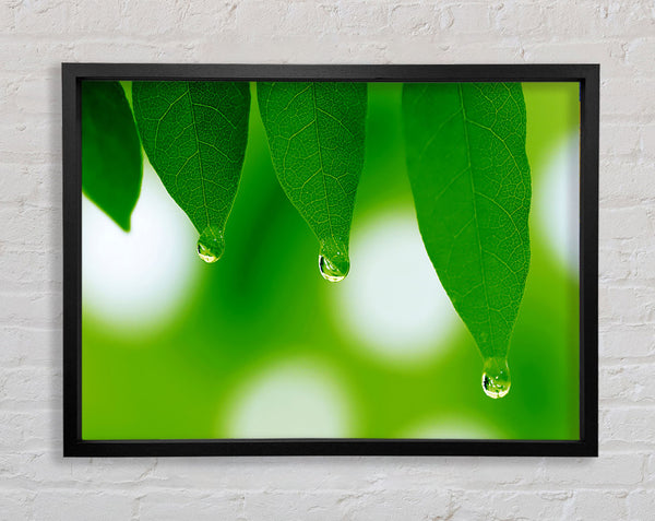 Trio Dewdrop Leaf Framed Print