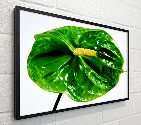 Anthurium Flower