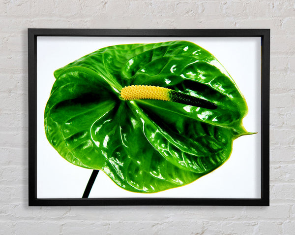 Anthurium-Blume