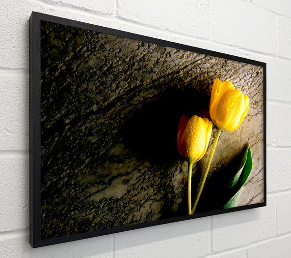 Yellow Tulip Duo