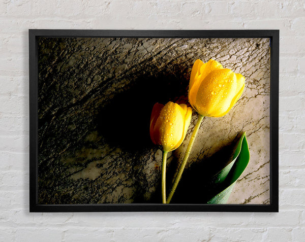 Yellow Tulip Duo Framed Print