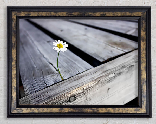 Single Daisy Deck Framed Print