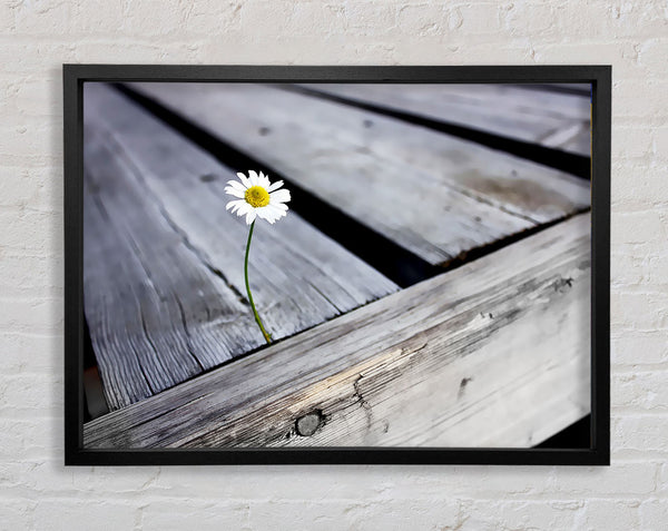 Single Daisy Deck Framed Print