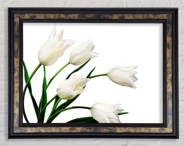 White Tulip Quad Framed Print