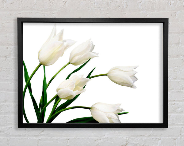 White Tulip Quad Framed Print
