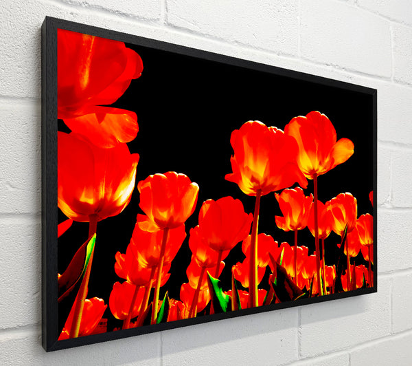 Orange Tulips Black Skies